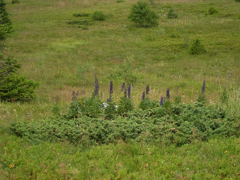 SDC11131