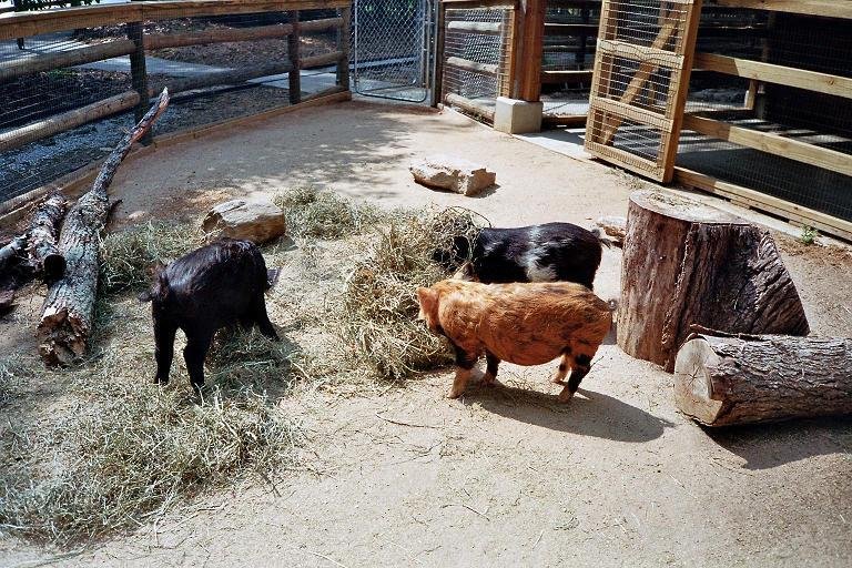 3.05 Zoological Garden