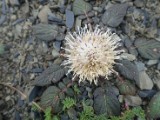 DSC02518.JPG