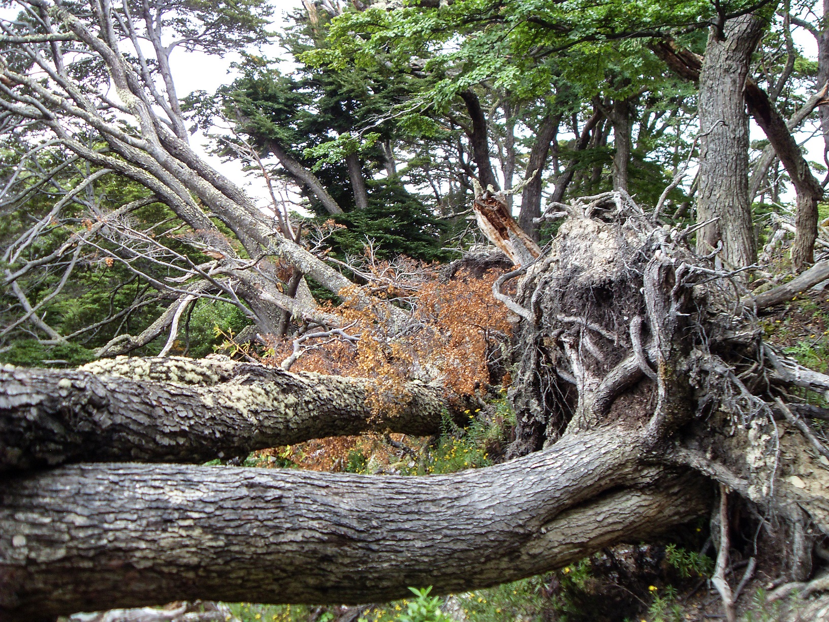 20160219_14_NationalparkTierraDelFuego