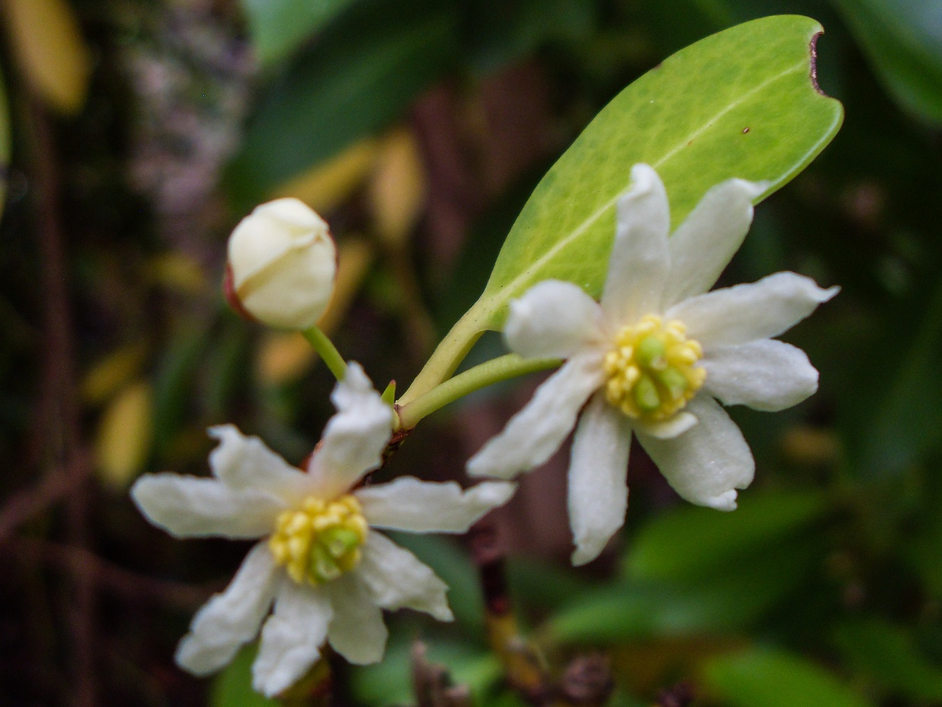20160219_15_NationalparkTierraDelFuego