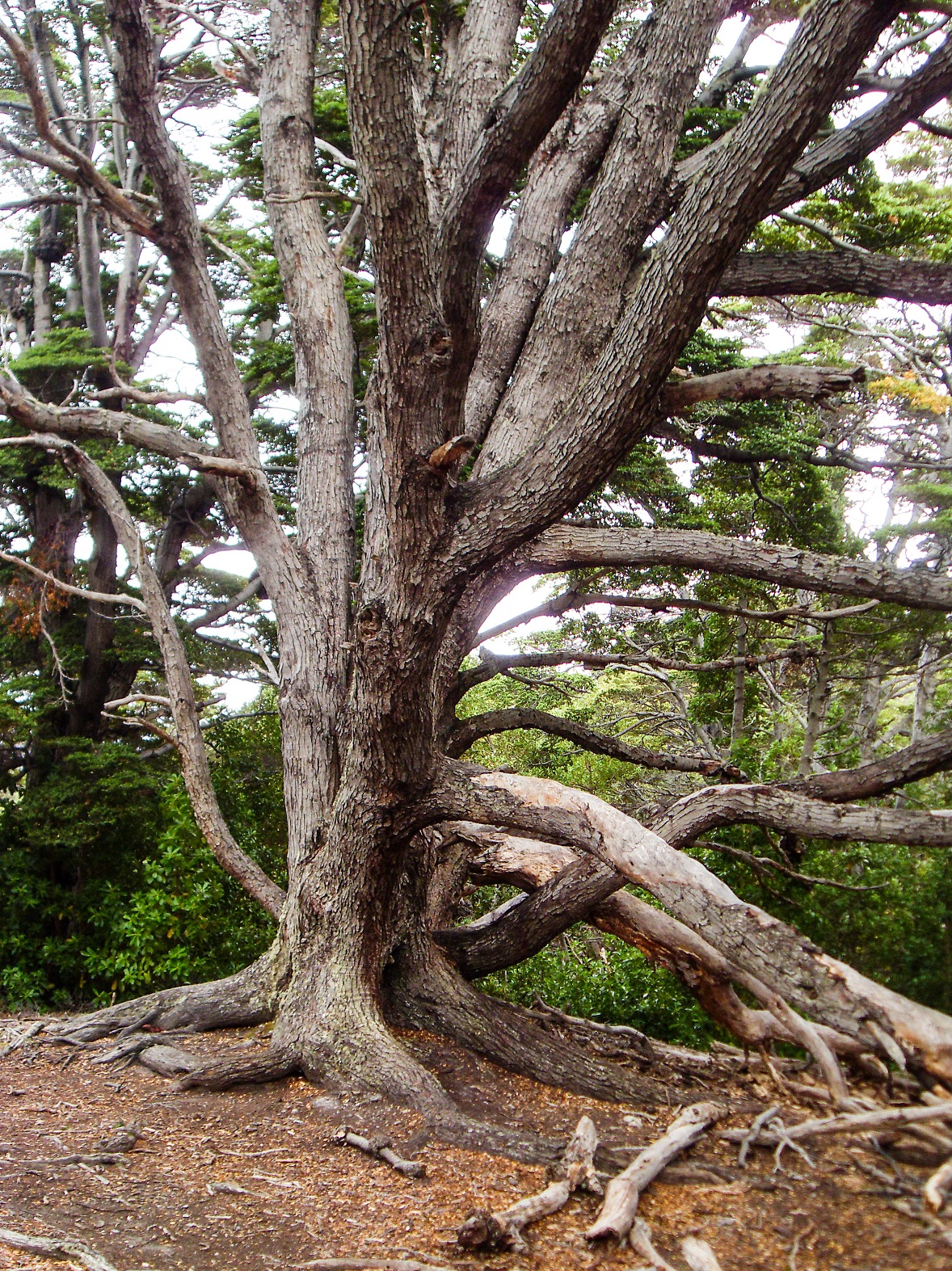 20160219_16_NationalparkTierraDelFuego