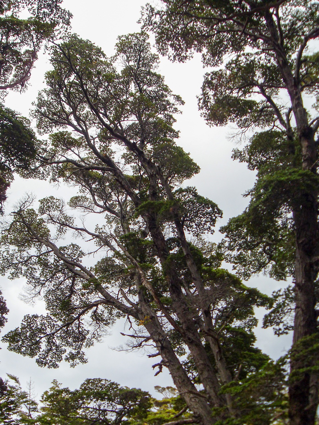 20160219_17_NationalparkTierraDelFuego
