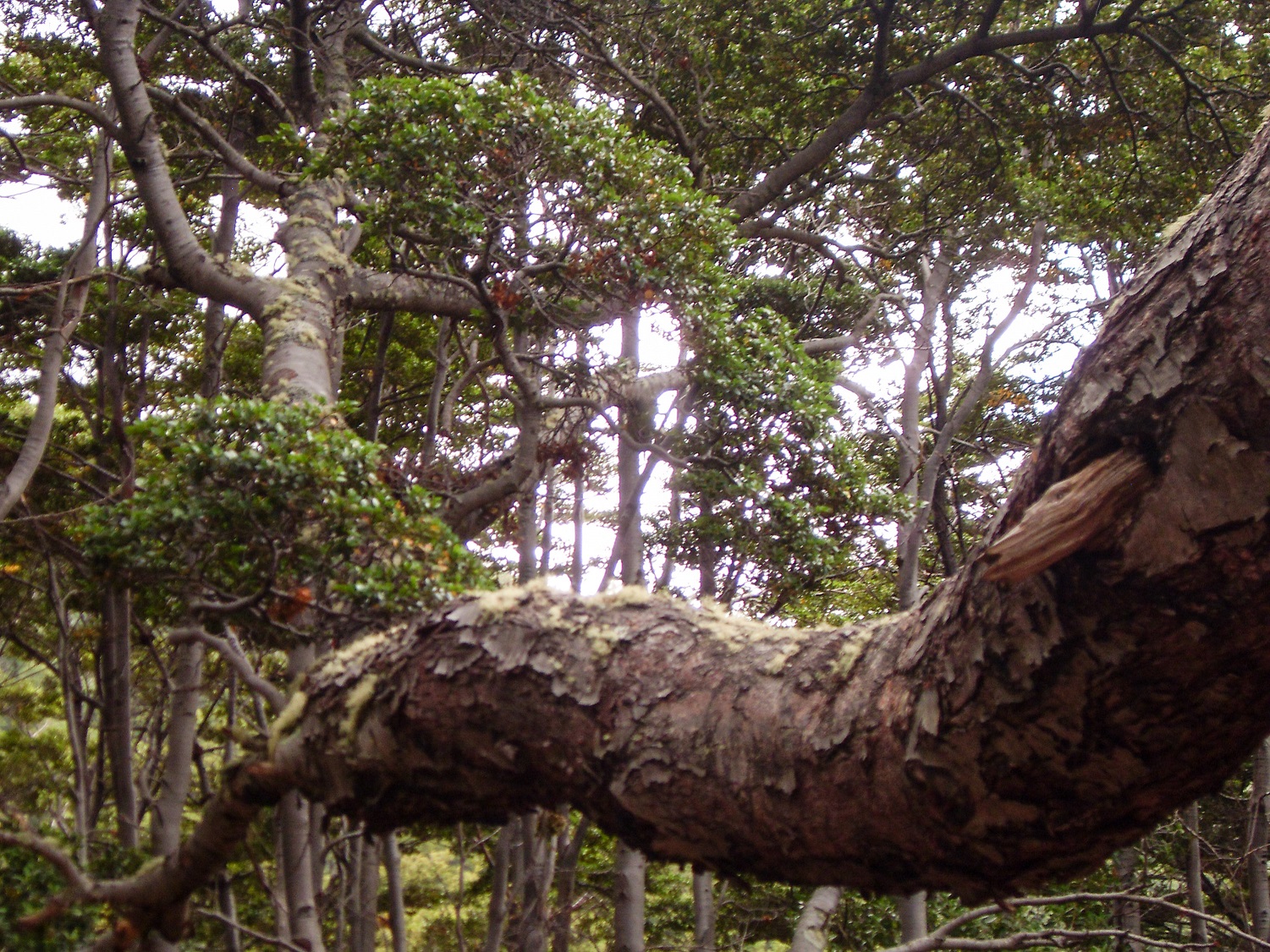 20160219_19_NationalparkTierraDelFuego