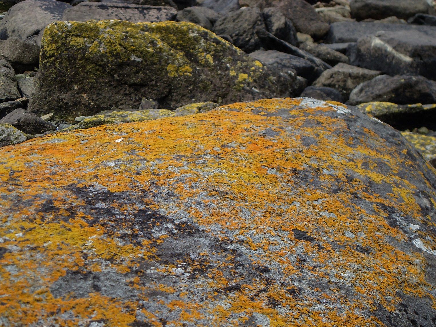 20160219_5_NationalparkTierraDelFuego