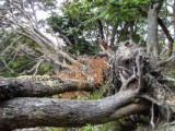 20160219_14_NationalparkTierraDelFuego.jpg
