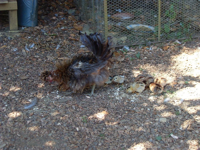 SDC11419
