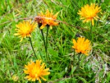 Tag06_DurchSteinwuesteInLieblichesTal_10.JPG