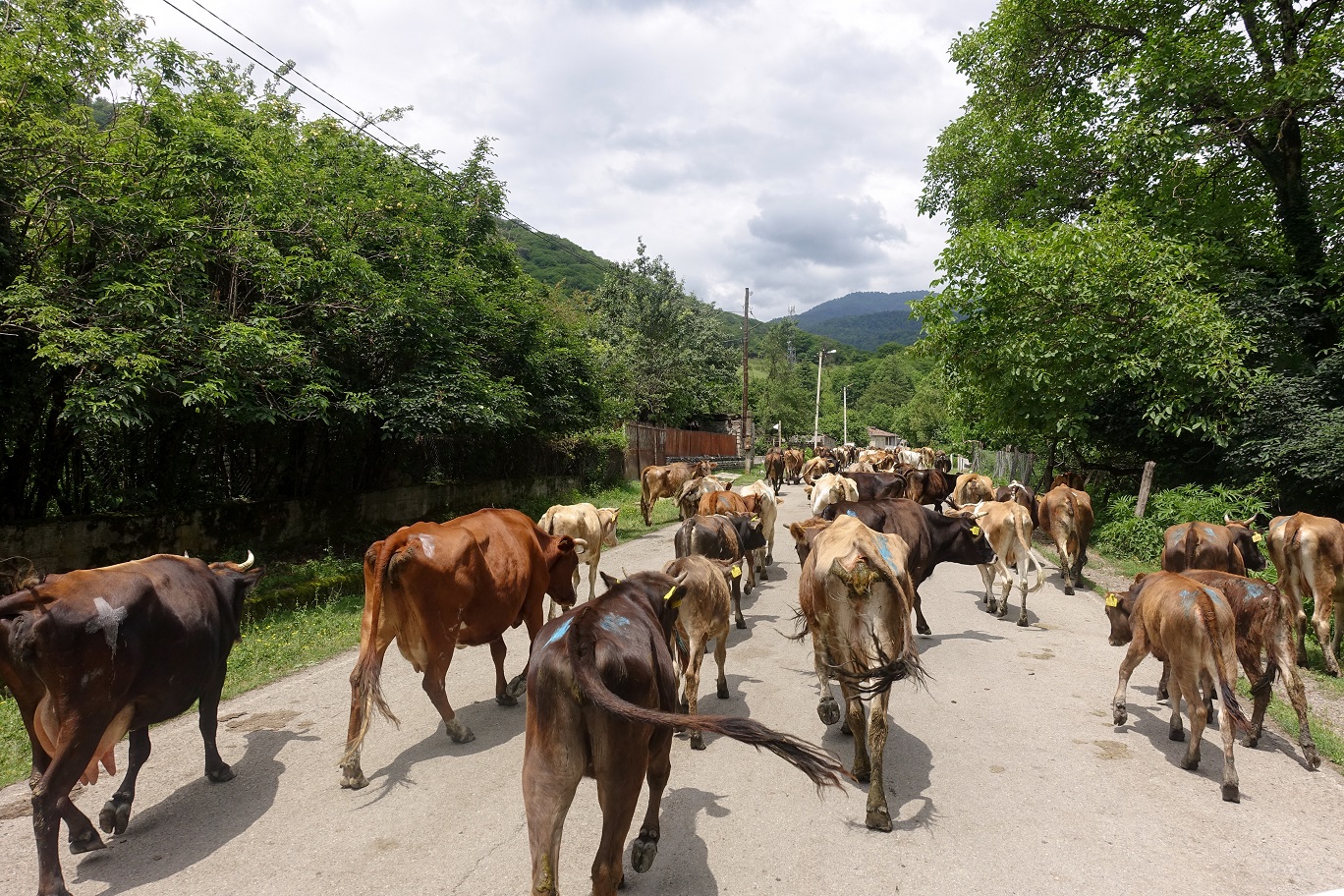 06_WegNachOmalo_TushetiRoad_1